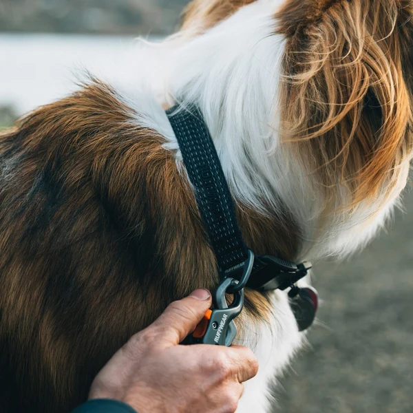 Shop Gear Collars